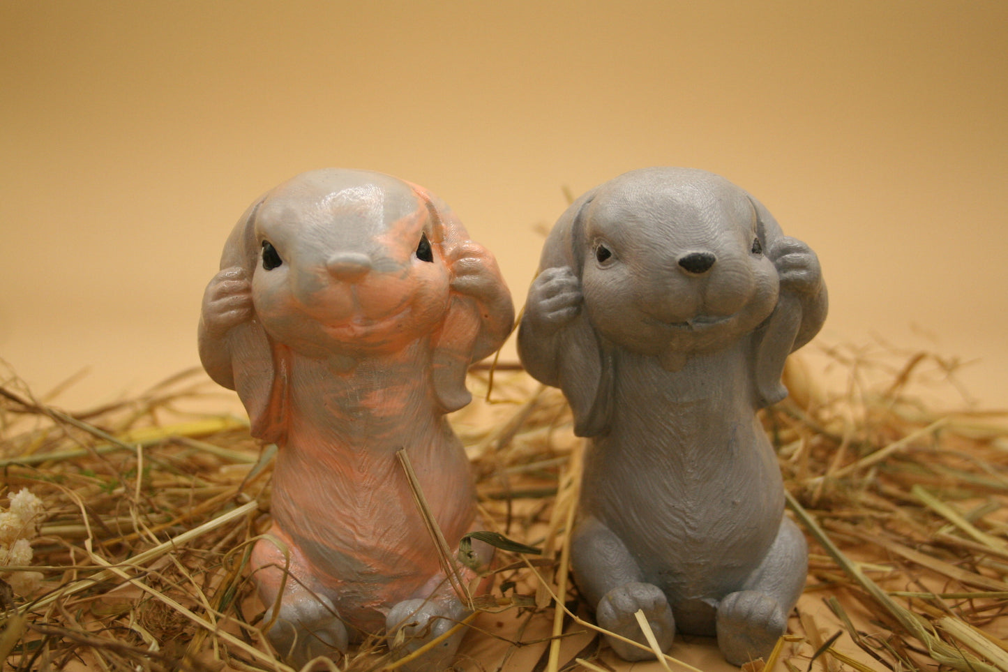 Lapin Timide